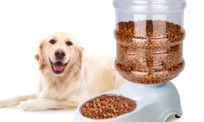 Automatic Dog Feeders - 3 Gallon Capacity Gravity Food Dispenser for Large Dogs and Cats 3 Gallon Feeder product image