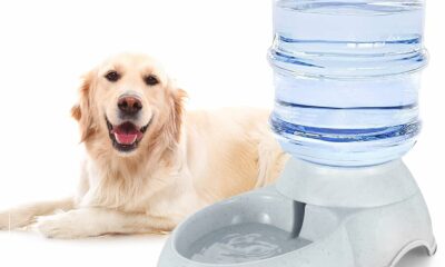 Pet Water Dispenser Station for Large Dogs and Cats,3 Gallon/11L Gravity Automatic Feeder, Cat Dog Water Fountain, Dog Water Bowl Dispenser,Large Breed Dog Drinking Fountain 3 Gallon Water product image