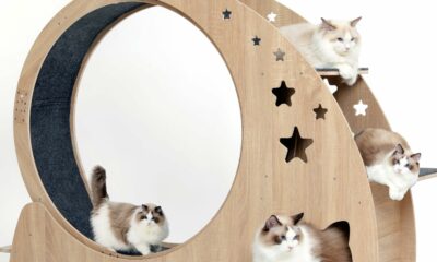 5-in-1 Cat Wheel,Cat Exercise Wheel,41.3" High Large Cat Wheels for Indoor Cats,Cat Treadmill Running Wheel for Indoor Cats with Silent Wheel,Cute Furniture Toys Grey product image