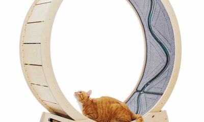 Star Cat Wheel, Cat Treadmill, Exercise Wheel for Running, Spinning, Scratching, and Climbing for Indoor Cats, Premium Birch Wood, Eco-Friendly, Moving Fish, Wide Running Track, 41.7 inch L Size product image